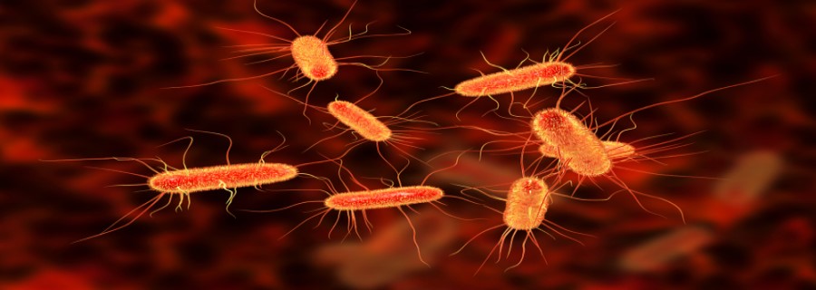 ¿qué Es La Escherichia Coli Glosario Unilabs